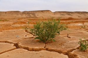 dry arid land caused by global warming